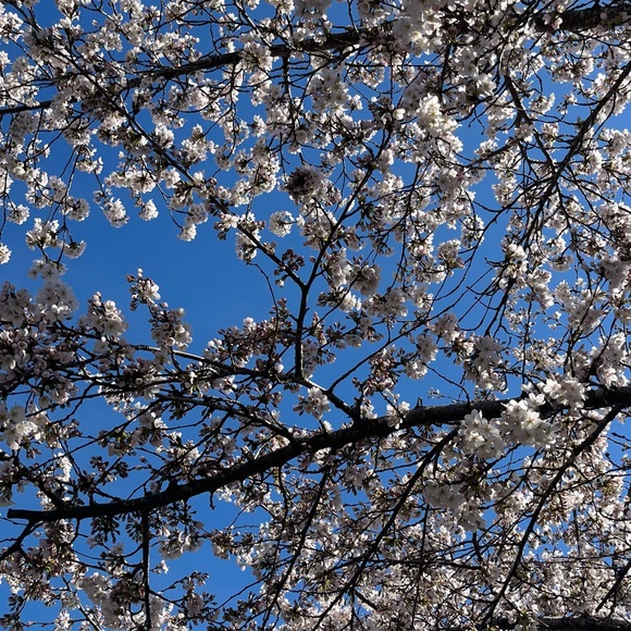 Meet your Posher, Joselyn - Picture 1 of 1